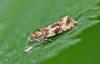 Celypha sp.
